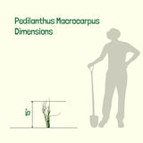 Illustration showing Pedilanthus Macrocarpus plant size with a person and shovel for scale on a white background.