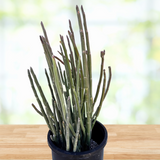 Potted Pedilanthus macrocarpus plant with thin green stems on a wooden surface with a blurred natural background
