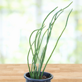 Potted Pedilanthus macrocarpus plant with curved green stems on a wooden surface with a blurred natural background