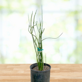 Potted Pedilanthus macrocarpus plant with a blurred natural background