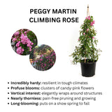 Potted Peggy Martin Climbing Rose with text describing its characteristics on a white background