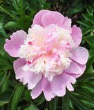 Emily Debatene Peony