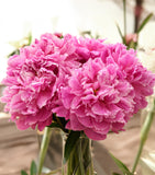 Dr. Alex Fleming Peony