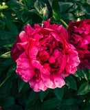 Big Ben Peony