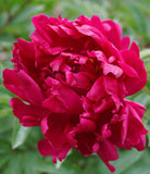 Big Ben Peony
