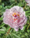 Blush Queen Peony