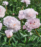 Blush Queen Peony