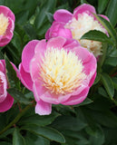 Bowl of Beauty Peony