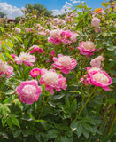 Bowl of Beauty Peony
