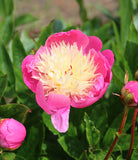Bowl of Beauty Peony