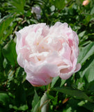Catherina Fonteyn Peony