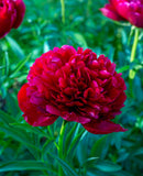 Command Performance Peony
