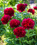 Command Performance Peony