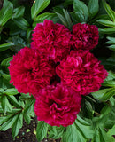 Command Performance Peony