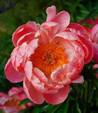 Coral Charm Peony