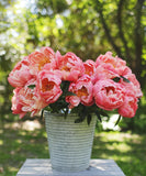 Coral Charm Peony