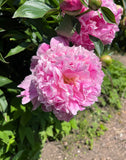 Dr. Alex Fleming Peony