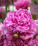 Dr. Alex Fleming Peony