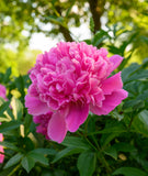 Edulis Superba Peony
