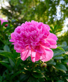 Edulis Superba Peony