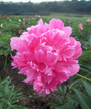 Edulis Superba Peony
