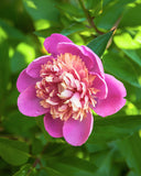 A close-up of a Emily Debatene Peony