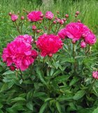 Felix Crousse Peony
