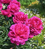 Felix Crousse Peony