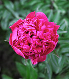 Felix Crousse Peony