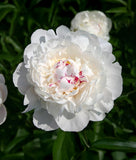 Festiva Maxima Peony