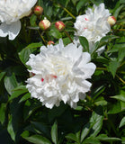 Festiva Maxima Peony