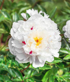 Festiva Maxima Peony