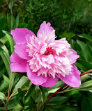 Gay Paree Peony