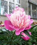 Gay Paree Peony