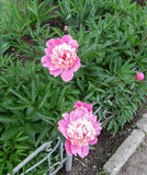 Gay Paree Peony