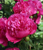 General McMahon Peony