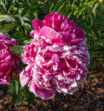General McMahon Peony