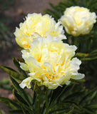 Goldmine Peony 