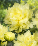 Goldmine Peony 
