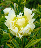 Goldmine Peony 