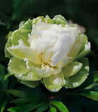 Green Halo Peony