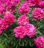 Kansas Peony