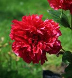 Karl Rosenfeld Peony