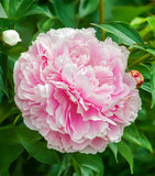 Lady Alexandra Duff Peony