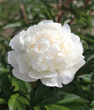 Lillian Wild Peony