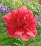 Many Happy Returns Peony