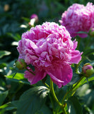 Mons. Jules Eli Peony