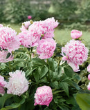 Mons. Jules Eli Peony