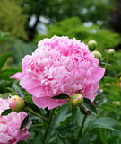 Mons. Jules Eli Peony