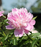 Mons. Jules Eli Peony